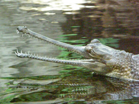 Гавиал