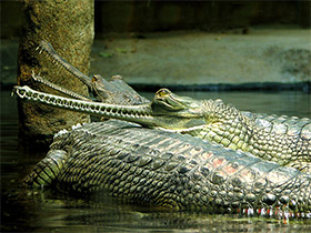 Смотреть фото Гавиал Фото Гавиал