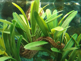 Фото Яванская бородавчатая змея