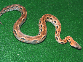 Мадагаскарский удав