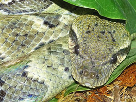 Древесный мадагаскарский удав