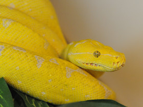 Фото Зеленый питон