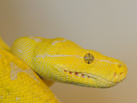 Фото Зеленый питон