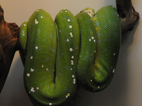 Фото Зеленый питон