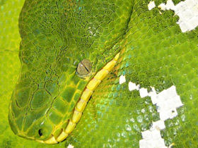 Собакоголовый удав Собакоголовый удав