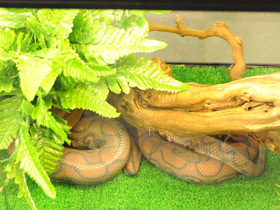 Фото Радужный удав