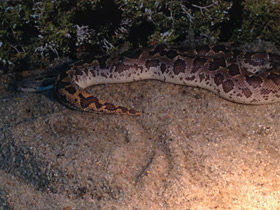 Фото Пятнистый удавчик