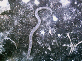 Фото Западный удавчик