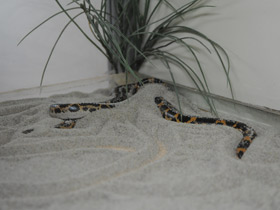 Смотреть фото Африканский удавчик Фото Африканский удавчик