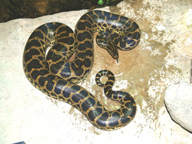 Фото Парагвайская анаконда