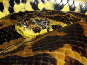 Анаконда: речная матрона обнимает до смерти