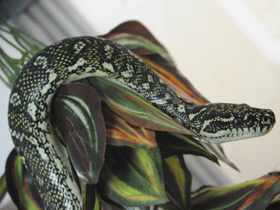 Бриллиантовый питон