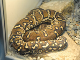 Смотреть фото Ангольский питон Фото Ангольский питон