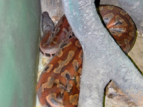 Смотреть фото Пестрый питон Фото Пестрый питон