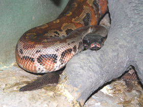 Смотреть фото Пестрый питон Фото Пестрый питон