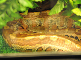 Смотреть фото Пестрый питон Фото Пестрый питон