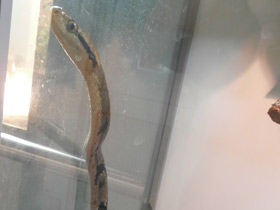 Смотреть фото Большезубая бойга Фото Большезубая бойга