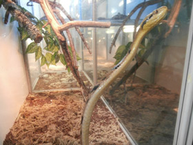 Смотреть фото Большезубая бойга Фото Большезубая бойга