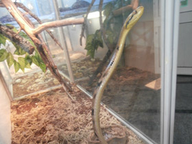 Смотреть фото Большезубая бойга Фото Большезубая бойга