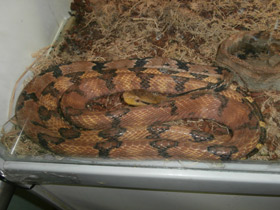 Смотреть фото Большезубая бойга Фото Большезубая бойга