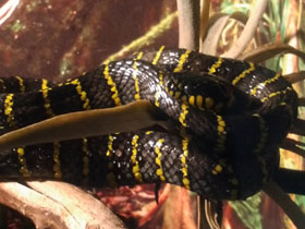 Смотреть фото Лусонская мангровая змея Фото Лусонская мангровая змея