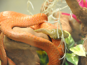 Смотреть фото Черноголовая бойга Фото Черноголовая бойга