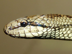 Фото Обыкновенная медянка