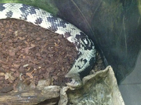 Фото Бразильский капюшонный уж