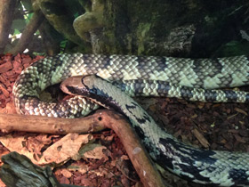 Фото Бразильский капюшонный уж