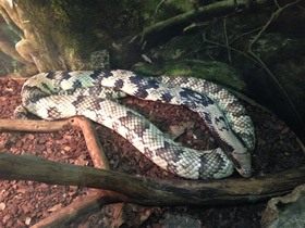 Фото Бразильский капюшонный уж