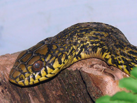 Смотреть фото Килеватый полоз Фото Килеватый полоз