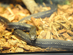 Смотреть фото Узорчатый полоз Фото Узорчатый полоз