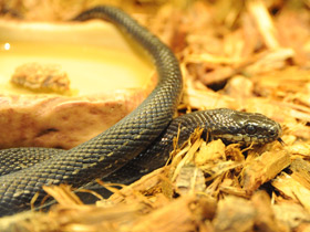 Смотреть фото Узорчатый полоз Фото Узорчатый полоз