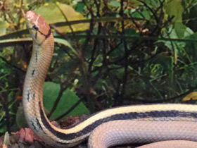 Фото Лучистый полоз