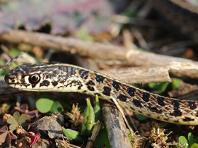 Смотреть фото Полосатый полоз Фото Полосатый полоз