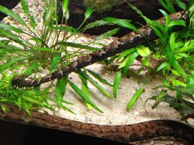 Фото Щупальценосная змея