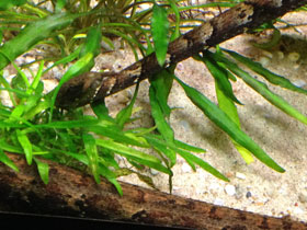 Фото Щупальценосная змея