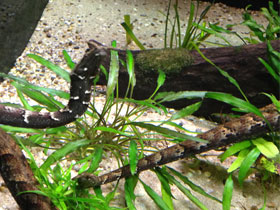 Фото Щупальценосная змея