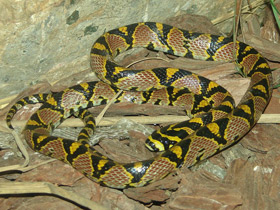 Мандариновый полоз