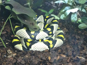 Фото Мандариновый полоз