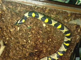 Фото Мандариновый полоз