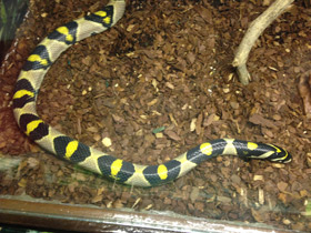 Фото Мандариновый полоз