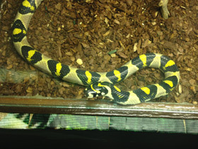 Фото Мандариновый полоз