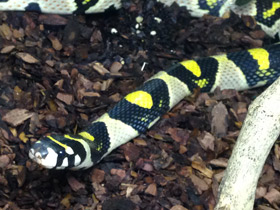 Фото Мандариновый полоз