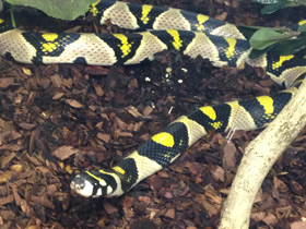 Фото Мандариновый полоз