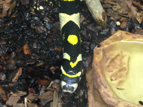 Фото Мандариновый полоз