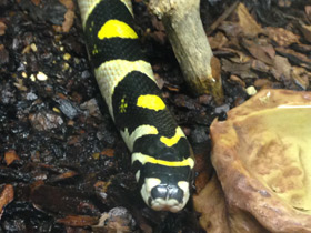 Фото Мандариновый полоз