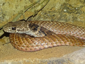 Плетевидный полоз