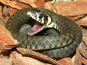 Обыкновенный уж