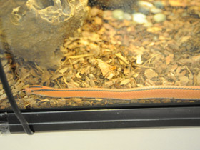 Смотреть фото Бамбуковый полоз Кокса Фото Бамбуковый полоз Кокса